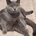 Almir Secic Profile Picture